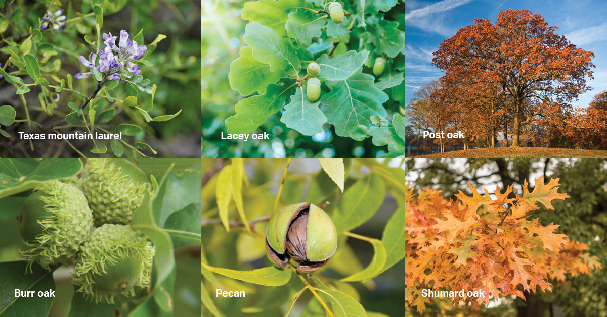 How to plant trees for energy savings