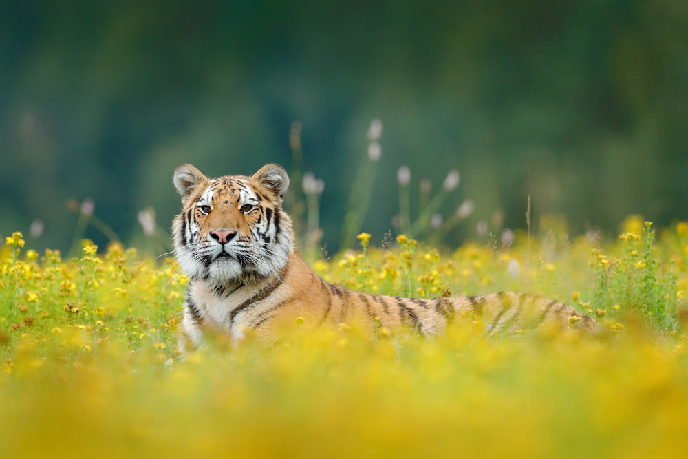 Your First India Trip Should Include Tigers, Palaces, and the Taj Mahal | Flipboard