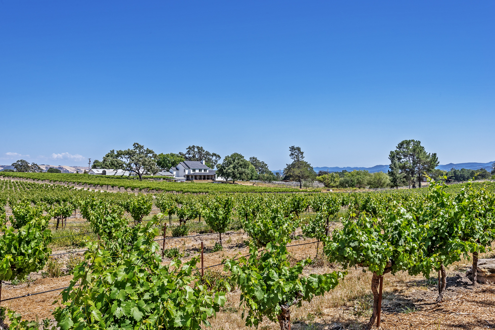 Paso Robles Uncorked: The Wine Journey You've Been Dreaming About