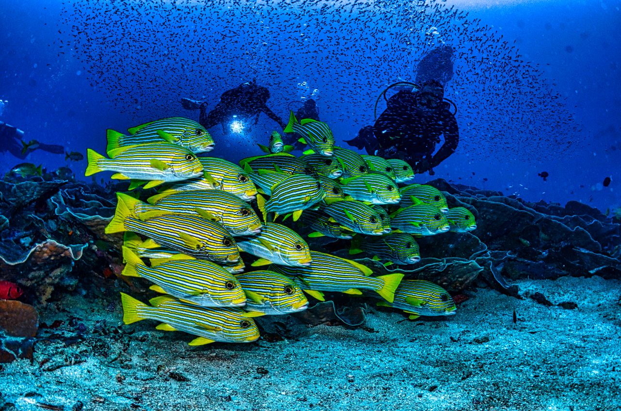 Most Raja Ampat Resorts Can't Reach Eastern Indonesia's Best Reefs—This Is What Actually Can