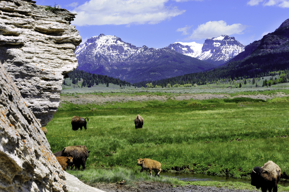 8 Breathtaking Wyoming Adventures That Will Make Your Vacation Unforgettable